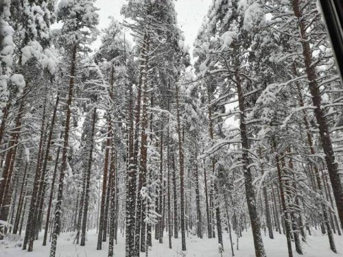 Катание на снегоходах в Карелии